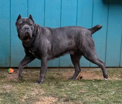 ARSON: ONLY NEW ERA DOG IN CANADA. $5,000. Stunning female. Once she knows you, She’s really sweet b...