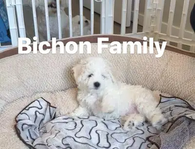 4 Purebred Bichon Frise Puppies – 3 Males & 1 Female Looking for, View more
