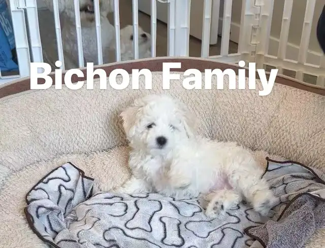4 Purebred Bichon Frise Puppies 2 male left in Dogs & Puppies for Rehoming in Winnipeg - Image 3