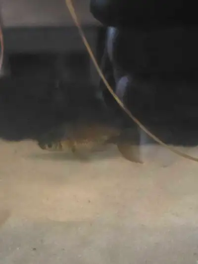 Black Moor, View more