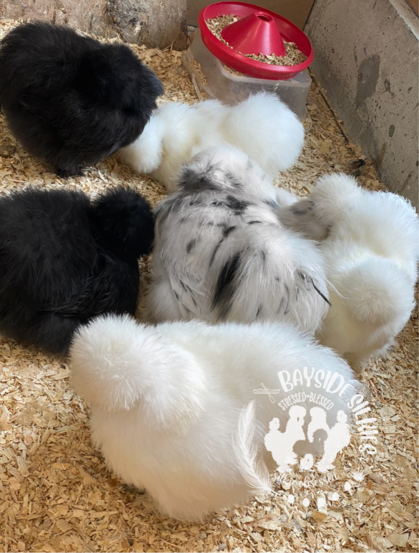 Purebred bearded Silkie chicken hatching eggs in Livestock in Barrie