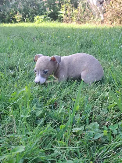 Ces adorables chiots lévriette italien néle 24 juillet 2026 .Cherchent leurs familles pour la vie. A...