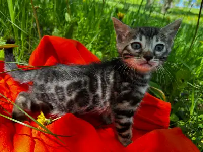 Tica Registered Bengal kittens ( Silver Smoke), View more