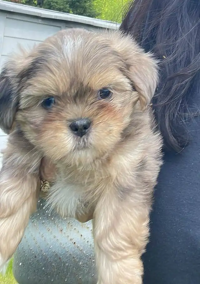 Shih tuz males in Dogs & Puppies for Rehoming in Gatineau - Image 3