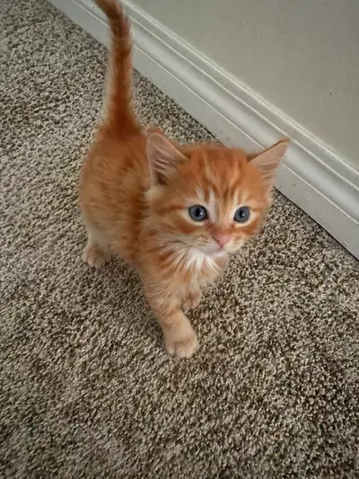 Loving kittens 1 left, View more