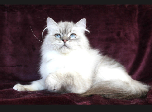 Blue Lynx Point Ragdoll Adult Cat | Cats & Kittens For Rehoming | Vancouver  | Kijiji