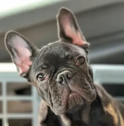 French Bulldog Puppies “CKC Registered” We take pride in our precious babies, excellent quality pupp...