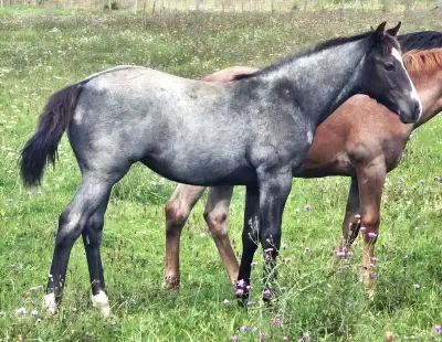 Outstanding AQHA Blue Roan Filly !!!, View more