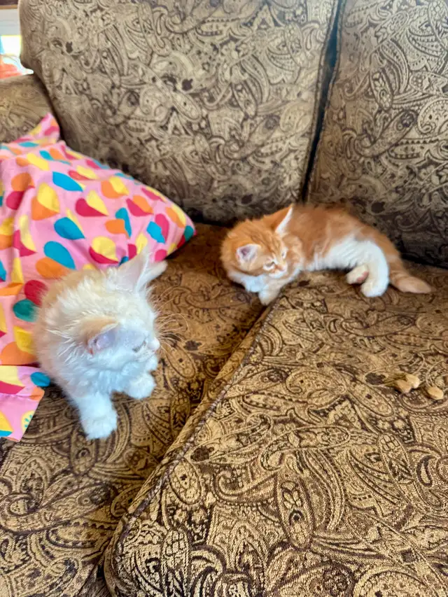 Maine Coon Kittens in Cats & Kittens for Rehoming in Pembroke - Image 2