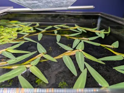 Asian Water Grass (Hygroryza aristata) Floating Aquarium Plant, View more