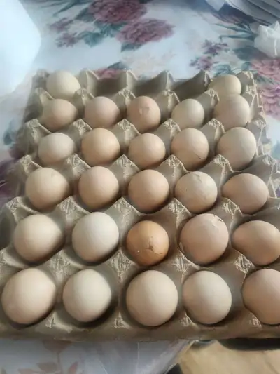Cornish eggs , View more