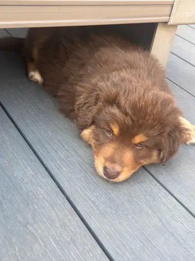 Standard Australian Shepherd - see description, View more