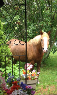 Free Horse manure for your Garden.