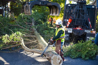 Tree cutting services 