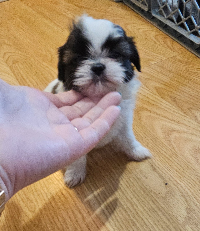 Beautiful Shih-tzu Puppies! in Dogs & Puppies for Rehoming in City of Toronto - Image 4