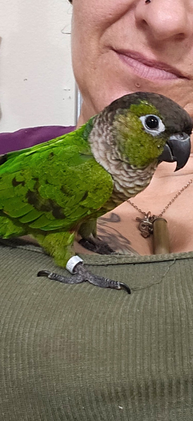 beautiful conures in Birds for Rehoming in Sudbury - Image 3