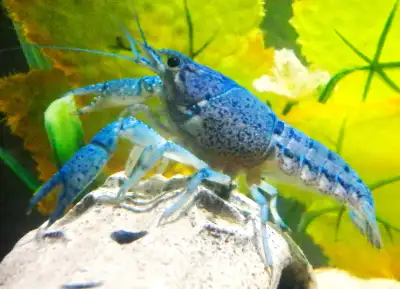 Hi everyone! I’m a local crayfish hobbyist in the Halifax area. My pair of Electric Blue Crayfish ha...