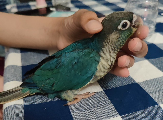 Violet Conure baby for sale handfeeding in Birds for Rehoming in Mississauga / Peel Region - Image 3