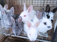Plusieurs races de lapin chair a vendre