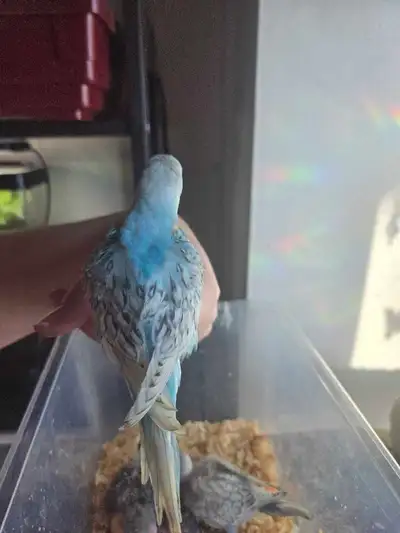 baby budgie, View more