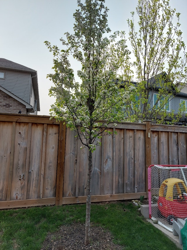 Tree for sale Plants, Fertilizer & Soil Kitchener / Waterloo Kijiji