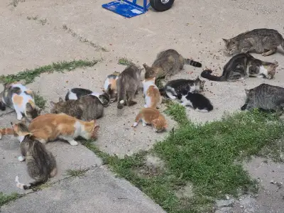barn kittens, View more