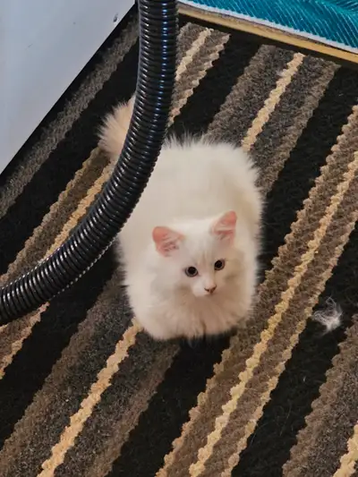 Purebred ragdoll male flame point,  parents are registered, View more