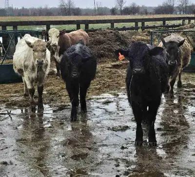 Black angus cross steers , View more