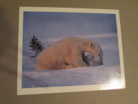 Polar Bear and Cub picture (8 x 10)