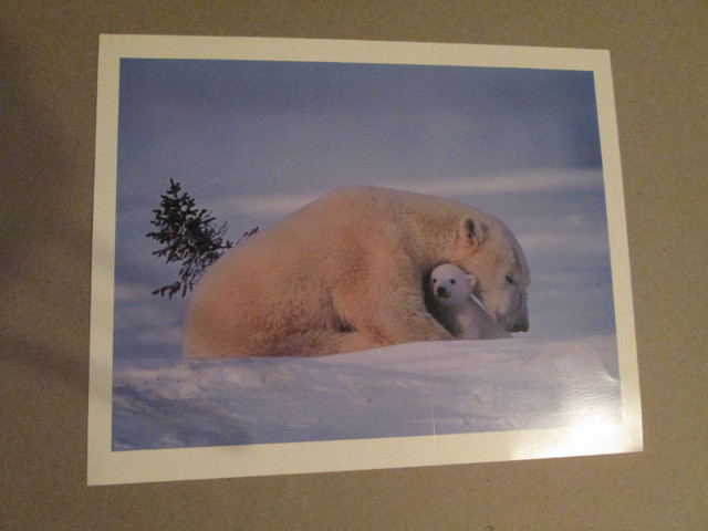 Polar Bear and Cub picture (8 x 10) in Arts & Collectibles in Peterborough