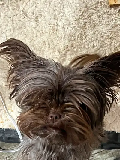 2 Year old Chocolate Intact Female Yorkie, View more