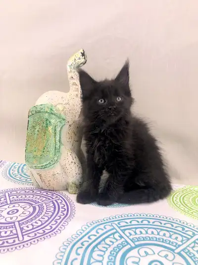 Black Maine Coon Kitten, View more