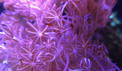 Long Xenia for sale. Clown fish love it. Easy to care and gives nice character to your tank. $20.00...