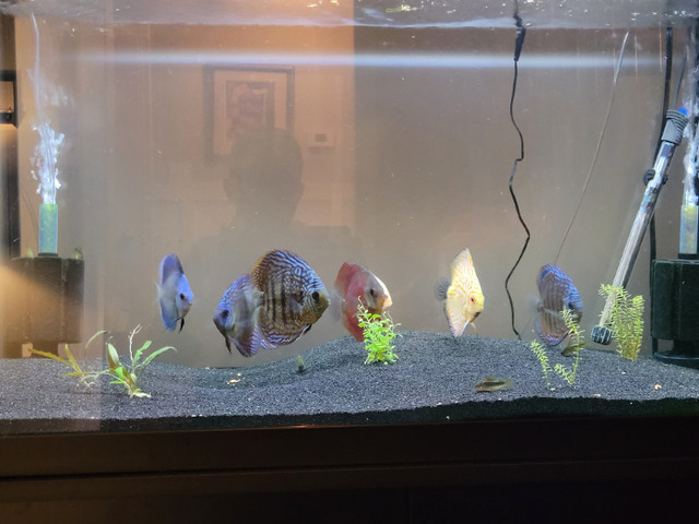 Group of 8 discus. in Fish for Rehoming in Oshawa / Durham Region - Image 2