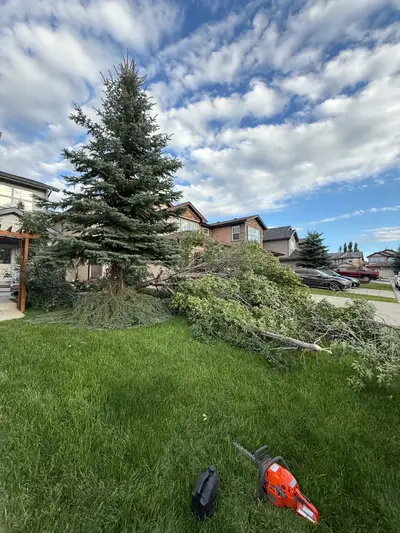  Arborist for Sale — Affordable Tree Work in Calgary , View more