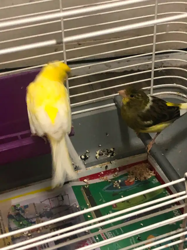 Female American Singer Canaries for sale dans Oiseaux à adopter dans Hamilton - Image 6