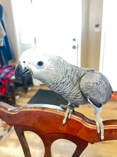 Baby Congo African grey, View more