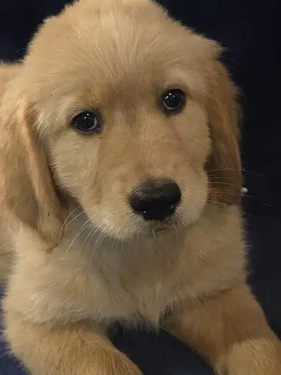 Golden Retriever Puppies For Sale, View more