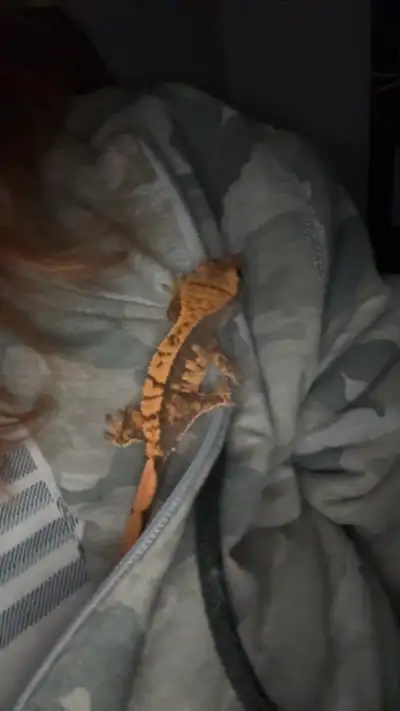 gecko à crête à venir , View more