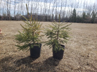 Spruce Trees