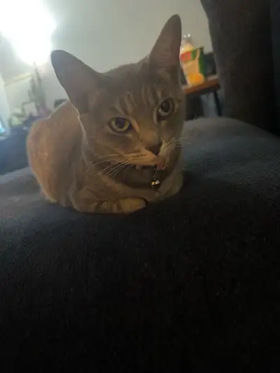 looking for a new house for my 8 months old cat, View more