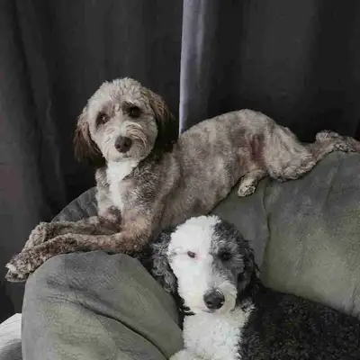 2yr old aussie doodle PENDING, View more