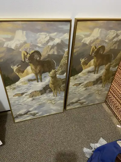 Wall picture of big horn sheep , View more