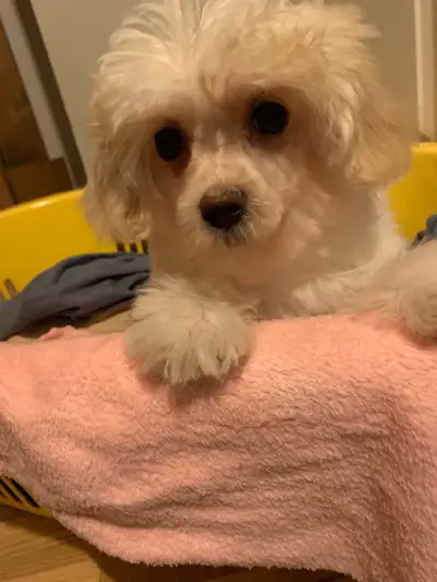 Mini Maltipoo female, View more
