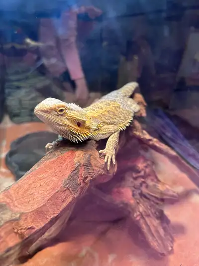 Friendly Calm Bearded Dragon, View more