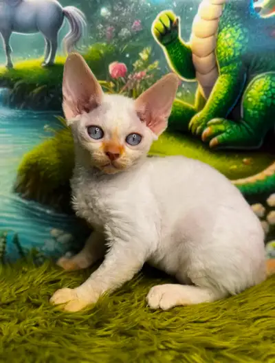 Cinnamon point pure bred Devon rex kittens, View more