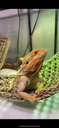 Bearded Dragon Rehome With Everything
