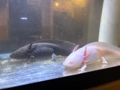 I’m selling them for $30 each or I could do both for $50. These Axolotls are around 7 inches long an...