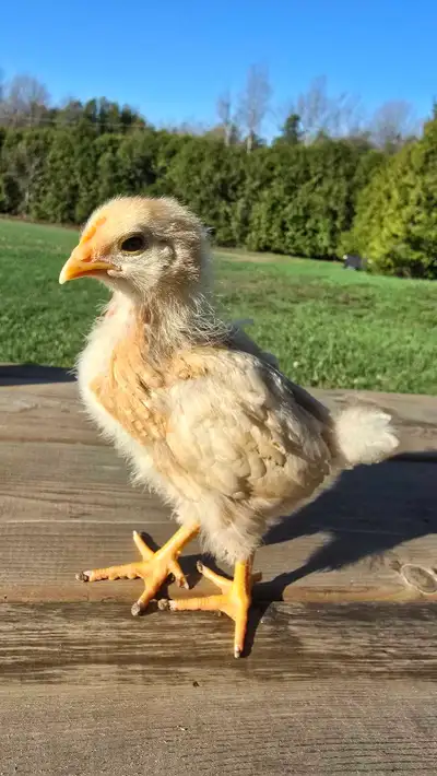 RSL pullets, View more
