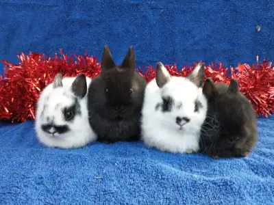 Bebes lapins nains neerlandais, belier, mini rex, tete de lion, View more
